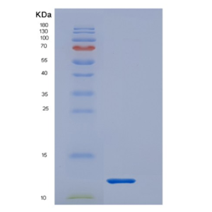 Recombinant Interleukin 1 Receptor Type I (IL1R1),Recombinant Interleukin 1 Receptor Type I (IL1R1)