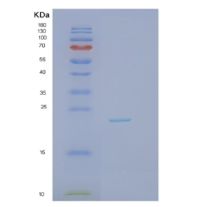 Recombinant Interleukin 1 Alpha (IL1a)