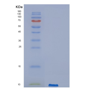 Recombinant Human IGF2 Protein