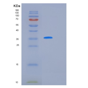 Recombinant Human IL12 Protein
