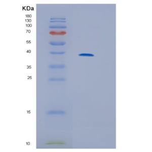 Recombinant Human IL13RA2 Protein