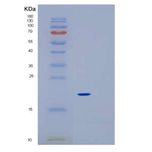 Recombinant Mouse IL1a Protein