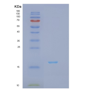 Recombinant Human IFNG Protein