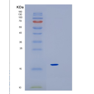 Recombinant Mouse IL18 Protein