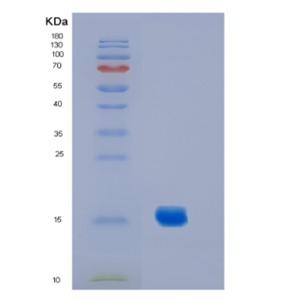 Recombinant Mouse Il2(C160S) Protein,Recombinant Mouse Il2(C160S) Protein