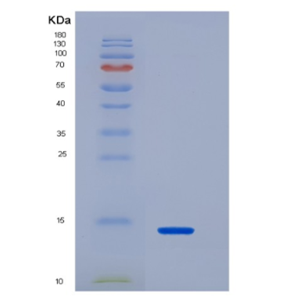 Recombinant Interleukin 33 (IL33)