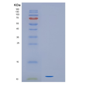 Recombinant Human IL16 Protein,Recombinant Human IL16 Protein