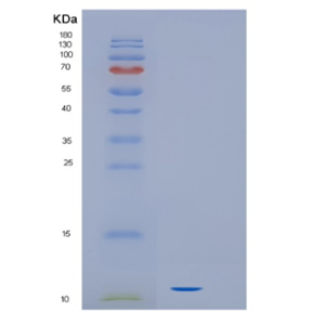 Recombinant Human IL16 Protein