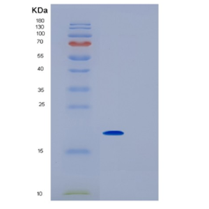 Recombinant Rat IL1rn Protein