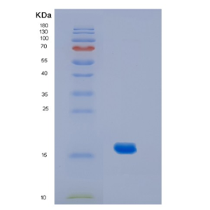 Recombinant CanineIL2 Protein