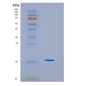 Recombinant Canine IL31 Protein