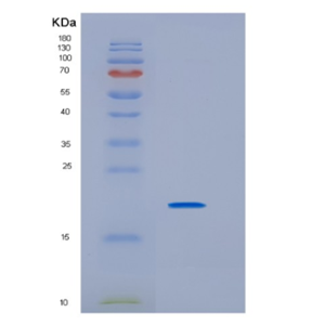 Recombinant Mouse IL33 Protein