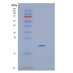 Recombinant Human IL36G Protein