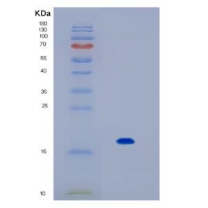 Recombinant Human IL17F Protein,Recombinant Human IL17F Protein