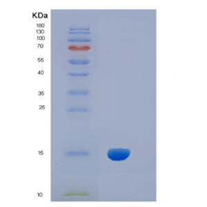 Recombinant Human IL5 Protein