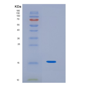 Recombinant Human IL3 Protein,Recombinant Human IL3 Protein