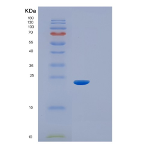 Recombinant CanineIL6 Protein