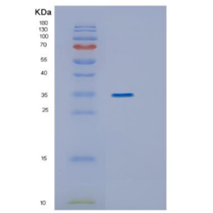 Recombinant Human ING1 Protein