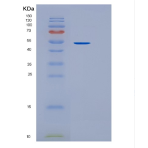 Recombinant Mouse Intercellular adhesion molecule 1 Protein