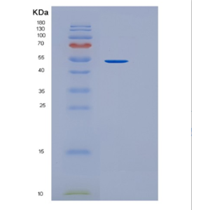 Recombinant Mouse Intercellular adhesion molecule 1 Protein,Recombinant Mouse Intercellular adhesion molecule 1 Protein