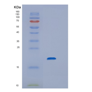 Recombinant Rat Interleukin-1 alpha Protein