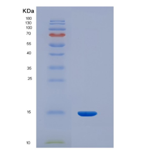 Recombinant Human INHBC Protein,Recombinant Human INHBC Protein