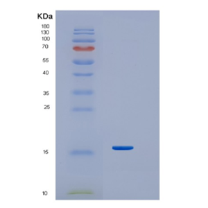 Recombinant Human Interferon-g Protein