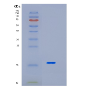 Recombinant Mouse Interleukin-17A Protein