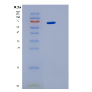 Recombinant Human Interleukin6 signal transducer Protein