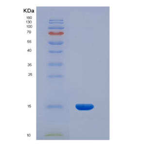 Recombinant Human INHBA Protein,Recombinant Human INHBA Protein