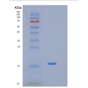 Recombinant Human ISOC2 Protein,Recombinant Human ISOC2 Protein