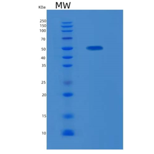 Recombinant Human KLF4 Protein,Recombinant Human KLF4 Protein