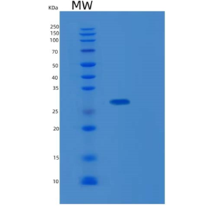 Recombinant Human KLK13 Protein