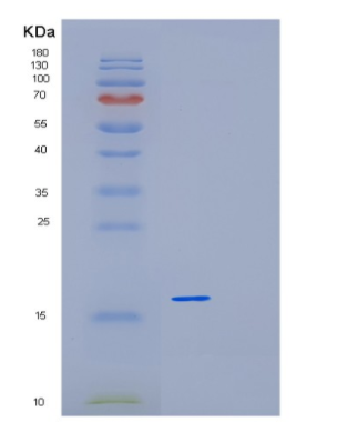 Recombinant Human LGALS7 Protein,Recombinant Human LGALS7 Protein