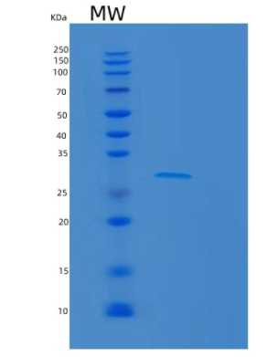 Recombinant Human MAF1 Protein,Recombinant Human MAF1 Protein