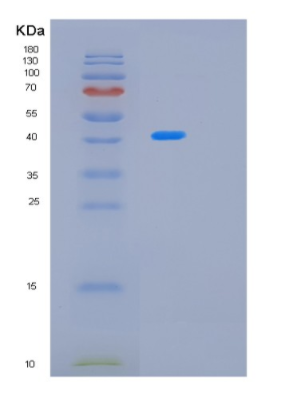 Recombinant E.coli MBP Protein,Recombinant E.coli MBP Protein