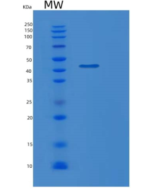 Recombinant Mouse Mfge8 Protein,Recombinant Mouse Mfge8 Protein