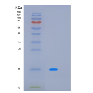 Recombinant Human LAIR2 Protein