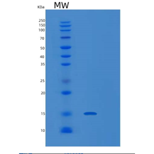 Recombinant Mouse Lair1 Protein,Recombinant Mouse Lair1 Protein