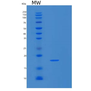 Recombinant Human LGALS13 Protein,Recombinant Human LGALS13 Protein