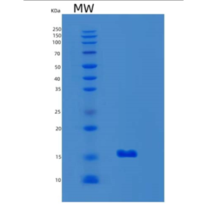 Recombinant Mouse Lgals7 Protein