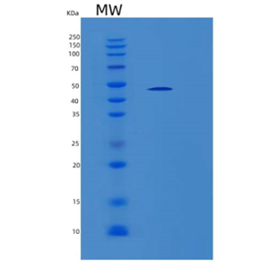 Recombinant Mouse LGMN Protein