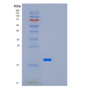 Recombinant Human LSM1 Protein