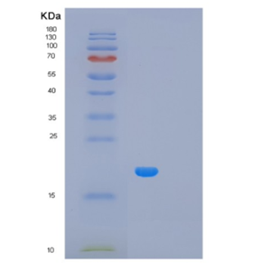 Recombinant Human M6PR Protein