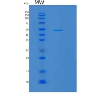 Recombinant Human MAEA Protein,Recombinant Human MAEA Protein