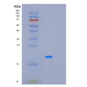 Recombinant Human MAFF Protein