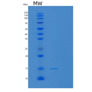 Recombinant Human MAGEA5 Protein