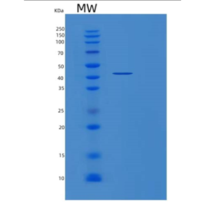 Recombinant Human MAP2K2 Protein