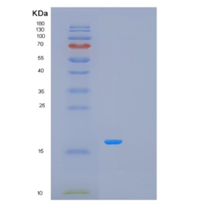 Recombinant Human MCEE Protein
