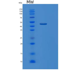 Recombinant Human MCM7 Protein